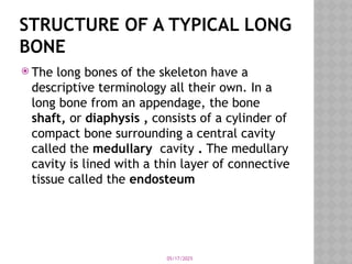 05/17/2025
STRUCTURE OF A TYPICAL LONG
BONE
 The long bones of the skeleton have a
descriptive terminology all their own. In a
long bone from an appendage, the bone
shaft, or diaphysis , consists of a cylinder of
compact bone surrounding a central cavity
called the medullary cavity . The medullary
cavity is lined with a thin layer of connective
tissue called the endosteum
 