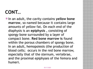 05/17/2025
CONT..
 In an adult, the cavity contains yellow bone
marrow, so named because it contains large
amounts of yellow fat. On each end of the
diaphysis is an epiphysis , consisting of
spongy bone surrounded by a layer of
compact bone. Red bone marrow is found
within the porous chambers of spongy bone.
In an adult, hemopoiesis (the production of
blood cells; occurs in the red bone marrow,
especially that of the sternum, vertebrae,
and the proximal epiphyses of the femora and
humeri.
 