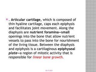 05/17/2025
 . Articular cartilage, which is composed of
thin hyaline cartilage, caps each epiphysis
and facilitates joint movement. Along the
diaphysis are nutrient foramina—small
openings into the bone that allow nutrient
vessels to pass into the bone for nourishment
of the living tissue. Between the diaphysis
and epiphysis is a cartilaginous epiphyseal
plate—a region of mitotic activity that is
responsible for linear bone growth.
 