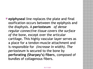 05/17/2025
 epiphyseal line replaces the plate and final
ossification occurs between the epiphysis and
the diaphysis. A periosteum of dense
regular connective tissue covers the surface
of the bone, except over the articular
cartilage. This highly vascular layer serves as
a place for a tendon-muscle attachment and
is responsible for (increase in width). The
periosteum is secured to the bone by
perforating (Sharpey’s) fibers, composed of
bundles of collagenous fibers.
 