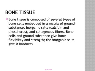 05/17/2025
BONE TISSUE
 Bone tissue is composed of several types of
bone cells embedded in a matrix of ground
substance, inorganic salts (calcium and
phosphorus), and collagenous fibers. Bone
cells and ground substance give bone
flexibility and strength; the inorganic salts
give it hardness
 