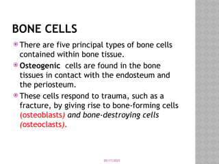 05/17/2025
BONE CELLS
 There are five principal types of bone cells
contained within bone tissue.
 Osteogenic cells are found in the bone
tissues in contact with the endosteum and
the periosteum.
 These cells respond to trauma, such as a
fracture, by giving rise to bone-forming cells
(osteoblasts) and bone-destroying cells
(osteoclasts).
 
