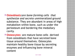 05/17/2025
 Osteoblasts:are bone-forming cells that
synthesize and secrete unmineralized ground
substance. They are abundant in areas of high
metabolism within bone, such as under the
periosteum and bordering the medullary
cavity.
 Osteocytes: are mature bone cells derived
from osteoblasts that have secreted bone
tissue around themselves. Osteocytes
maintain healthy bone tissue by secreting
enzymes and influencing bone mineral
content
 