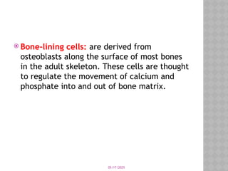 05/17/2025
 Bone-lining cells: are derived from
osteoblasts along the surface of most bones
in the adult skeleton. These cells are thought
to regulate the movement of calcium and
phosphate into and out of bone matrix.
 