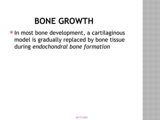 05/17/2025
BONE GROWTH
 In most bone development, a cartilaginous
model is gradually replaced by bone tissue
during endochondral bone formation
 