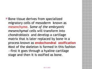 05/17/2025
 Bone tissue derives from specialized
migratory cells of mesoderm known as
mesenchyme. Some of the embryonic
mesenchymal cells will transform into
chondroblasts and develop a cartilage
matrix that is later replaced by bone in a
process known as endochondral ossification
Most of the skeleton is formed in this fashion
—first it goes through a hyaline cartilage
stage and then it is ossified as bone.
 