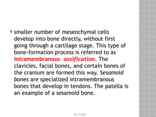 05/17/2025
 smaller number of mesenchymal cells
develop into bone directly, without first
going through a cartilage stage. This type of
bone-formation process is referred to as
intramembranous ossification. The
clavicles, facial bones, and certain bones of
the cranium are formed this way. Sesamoid
bones are specialized intramembranous
bones that develop in tendons. The patella is
an example of a sesamoid bone.
 