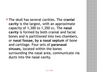 05/17/2025
 The skull has several cavities. The cranial
cavity is the largest, with an approximate
capacity of 1,300 to 1,350 cc. The nasal
cavity is formed by both cranial and facial
bones and is partitioned into two chambers,
or nasal fossae, by a nasal septum of bone
and cartilage. Four sets of paranasal
sinuses, located within the bones
surrounding the nasal area, communicate via
ducts into the nasal cavity.
 
