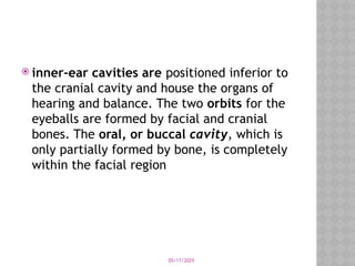 05/17/2025
 inner-ear cavities are positioned inferior to
the cranial cavity and house the organs of
hearing and balance. The two orbits for the
eyeballs are formed by facial and cranial
bones. The oral, or buccal cavity, which is
only partially formed by bone, is completely
within the facial region
 