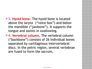 05/17/2025
 3. Hyoid bone. The hyoid bone is located
above the larynx (“voice box”) and below
the mandible (“jawbone”). It supports the
tongue and assists in swallowing.
 4. Vertebral column. The vertebral column
(“backbone”) consists of 26 individual bones
separated by cartilaginous intervertebral
discs. In the pelvic region, several vertebrae
are fused to form the sacrum,
 