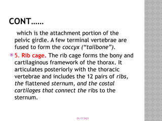 05/17/2025
CONT……
which is the attachment portion of the
pelvic girdle. A few terminal vertebrae are
fused to form the coccyx (“tailbone”).
 5. Rib cage. The rib cage forms the bony and
cartilaginous framework of the thorax. It
articulates posteriorly with the thoracic
vertebrae and includes the 12 pairs of ribs,
the flattened sternum, and the costal
cartilages that connect the ribs to the
sternum.
 