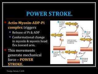 Skeletal muscle contraction | PPT