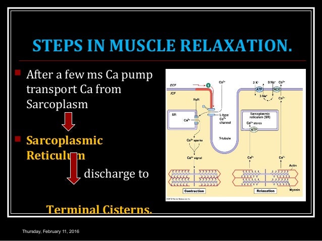 Skeletal Muscle Contraction