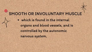 SMOOTH OR INVOLUNTARY MUSCLE
which is found in the internal
organs and blood vessels, and is
controlled by the autonomic
nervous system.
 