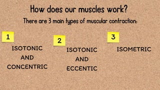How does our muscles work?
ISOTONIC
AND
ECCENTIC
ISOTONIC
AND
CONCENTRIC
1 2 3
There are 3 main types of muscular contraction:
ISOMETRIC
 