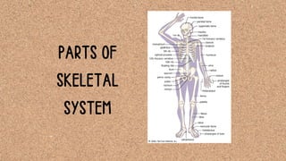 PARTS OF
SKELETAL
SYSTEM
 