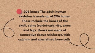 206 bones The adult human
skeleton is made up of 206 bones.
These include the bones of the
skull, spine (vertebrae), ribs, arms
and legs. Bones are made of
connective tissue reinforced with
calcium and specialised bone cells.
 