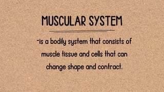 MUSCULAR SYSTEM
-is a bodily system that consists of
muscle tissue and cells that can
change shape and contract.
 