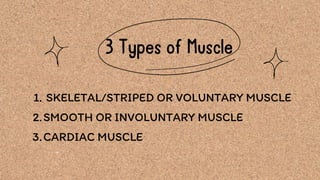 3 Types of Muscle
SKELETAL/STRIPED OR VOLUNTARY MUSCLE
1.
SMOOTH OR INVOLUNTARY MUSCLE
2.
CARDIAC MUSCLE
3.
 