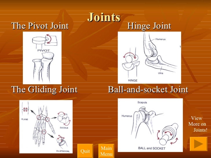 Interactive Powerpoint: Skeletal System