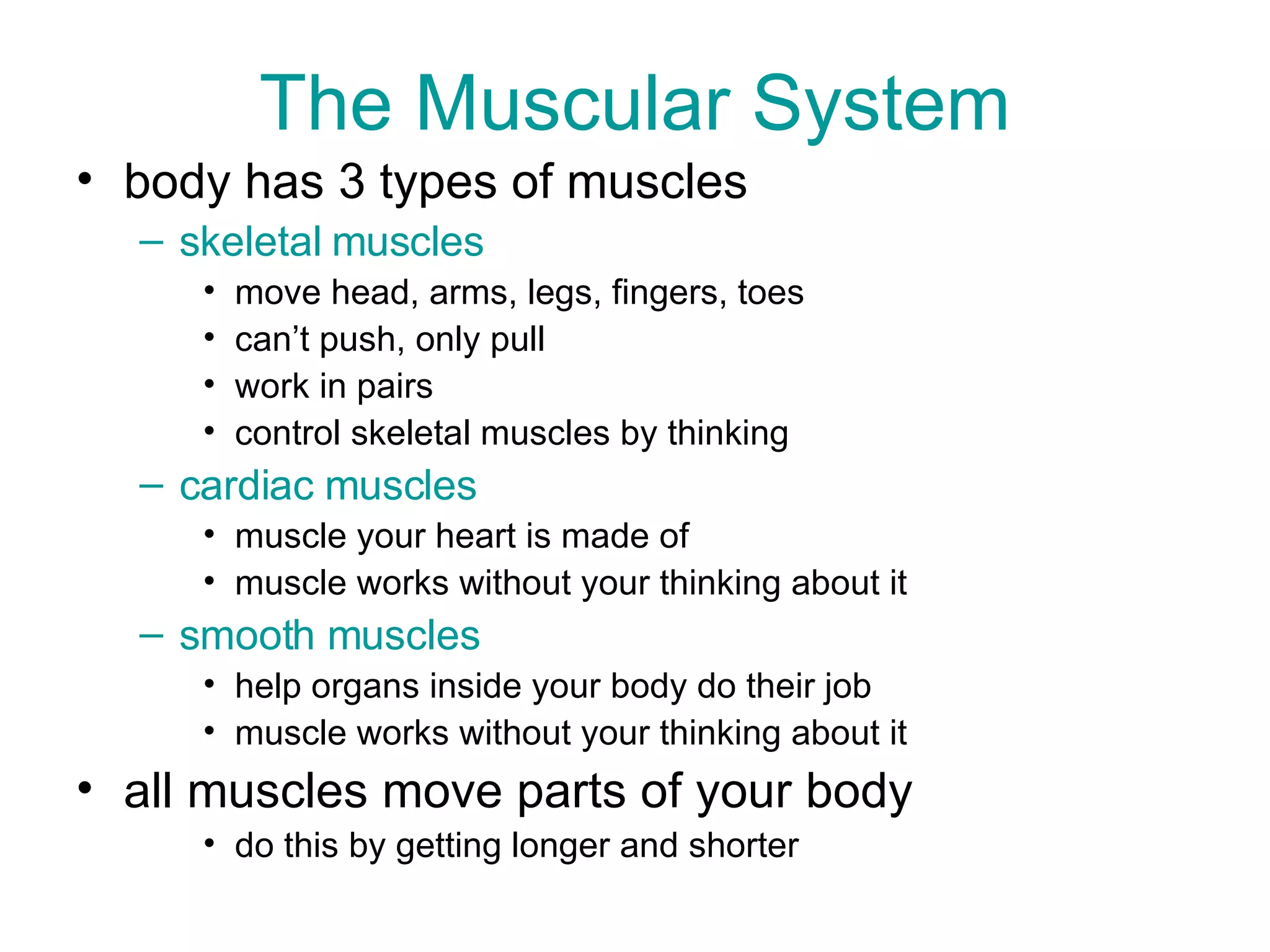 The Muscular System body has 3 types of muscles skeletal muscles move head, arms, legs, fingers, toes can’t push, only pull work in pairs  control skeletal muscles by thinking cardiac muscles muscle your heart is made of muscle works without your thinking about it smooth muscles help organs inside your body do their job muscle works without your thinking about it all muscles move parts of your body do this by getting longer and shorter 