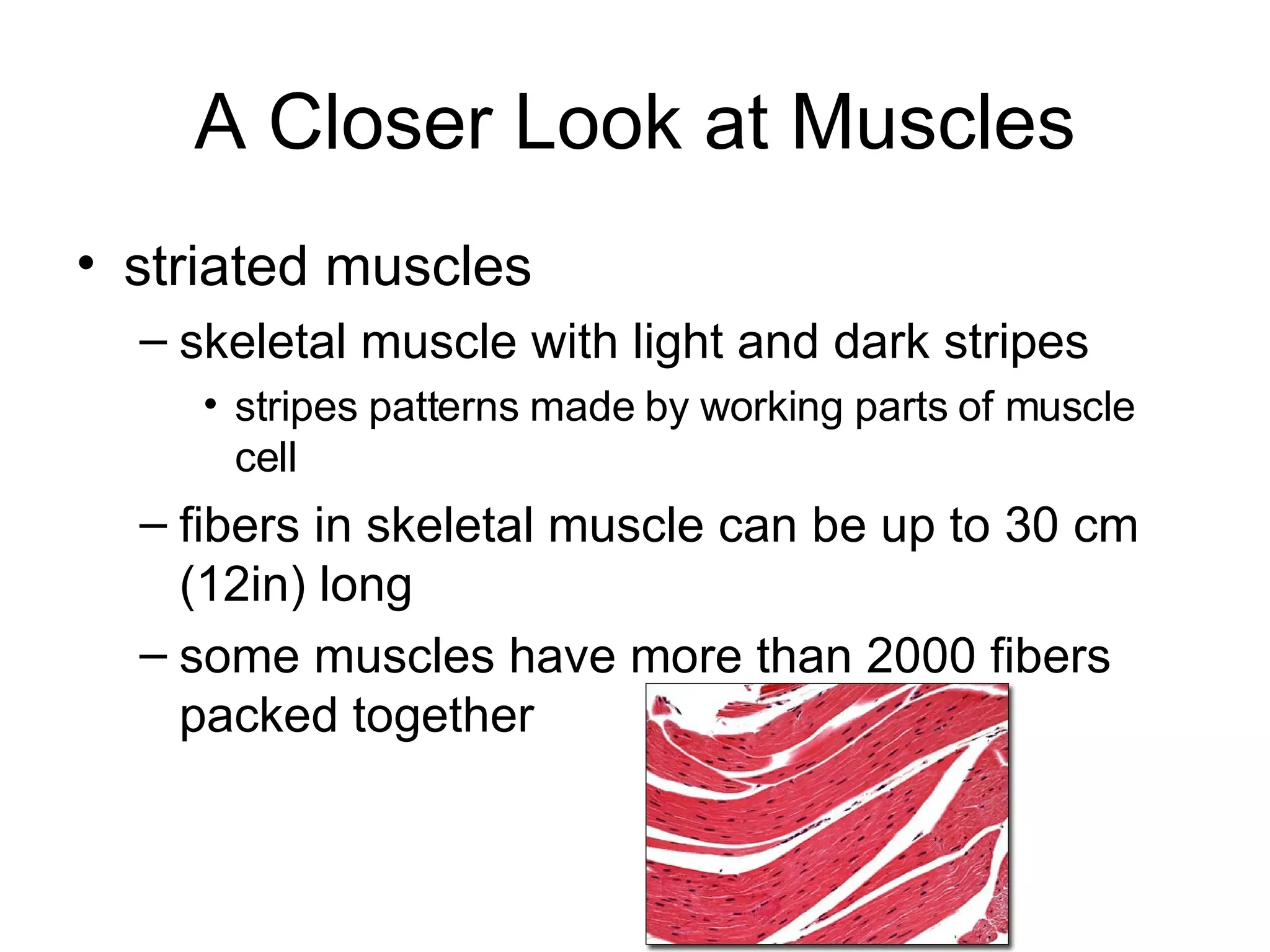 A Closer Look at Muscles striated muscles skeletal muscle with light and dark stripes stripes patterns made by working parts of muscle cell fibers in skeletal muscle can be up to 30 cm (12in) long some muscles have more than 2000 fibers packed together 