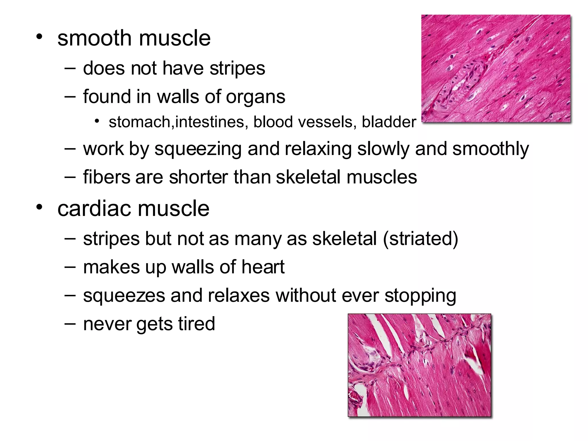 smooth muscle does not have stripes found in walls of organs  stomach,intestines, blood vessels, bladder work by squeezing and relaxing slowly and smoothly fibers are shorter than skeletal muscles cardiac muscle stripes but not as many as skeletal (striated) makes up walls of heart squeezes and relaxes without ever stopping never gets tired 