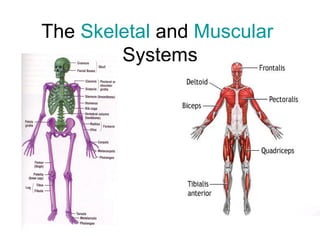 The  Skeletal  and  Muscular  Systems 