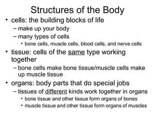 Structures of the Body cells: the building blocks of life make up your body many types of cells bone cells, muscle cells, blood cells, and nerve cells tissue: cells of the  same  type working together bone cells make bone tissue/muscle cells make up muscle tissue  organs: body parts that do special jobs tissues of  different  kinds work together in organs bone tissue and other tissue form organs of bones muscle tissue and other tissue form organs of muscles 