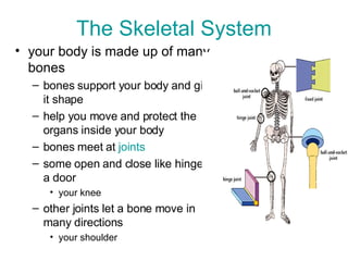 The Skeletal System your body is made up of many bones bones support your body and give it shape help you move and protect the organs inside your body bones meet at  joints some open and close like hinge of a door your knee other joints let a bone move in many directions your shoulder 