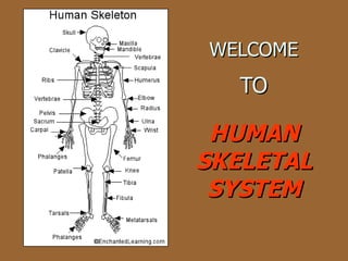 WELCOME   TO HUMAN SKELETAL SYSTEM 