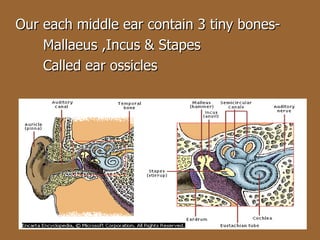 Our each middle ear contain 3 tiny bones- Mallaeus ,Incus & Stapes Called ear ossicles 