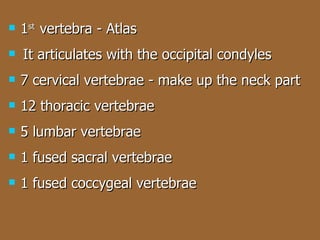 1 st  vertebra - Atlas It articulates with the occipital condyles 7 cervical vertebrae - make up the neck part 12 thoracic vertebrae 5 lumbar vertebrae 1 fused sacral vertebrae 1 fused coccygeal vertebrae 