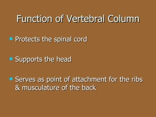 Function of Vertebral Column Protects the spinal cord Supports the head Serves as point of attachment for the ribs & musculature of the back 