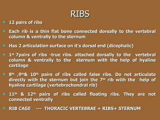RIBS 12 pairs of ribs Each rib is a thin flat bone connected dorsally to the vertebral column & ventrally to the sternum Has 2 articulation surface on it’s dorsal end (dicephalic) 1 st  7pairs of ribs -true ribs. attached dorsally to the  vertebral column & ventrally to the  sternum with the help of hyaline cartilage 8 th  ,9 th & 10 th  pairs of ribs called false ribs. Do not articulate directly with the sternum but join the 7 th  rib with the  help of hyaline cartilage (vertebrochondral rib) 11 th  & 12 th  pairs of ribs called floating ribs. They are not connected ventrally RIB CAGE  ---  THORACIC VERTEBRAE + RIBS+ STERNUM 