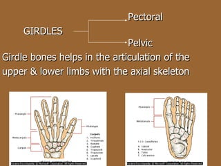   Pectoral GIRDLES        Pelvic Girdle bones helps in the articulation of the  upper & lower limbs with the axial skeleton 