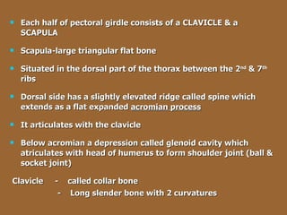 Each half of pectoral girdle consists of a CLAVICLE & a SCAPULA Scapula-large triangular flat bone Situated in the dorsal part of the thorax between the 2 nd  & 7 th  ribs Dorsal side has a slightly elevated ridge called spine which extends as a flat expanded  acromian process   It articulates with the clavicle Below acromian a depression called glenoid cavity which atriculates with head of humerus to form shoulder joint (ball & socket joint) Clavicle  -  called collar bone   -  Long slender bone with 2 curvatures 