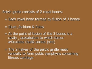Pelvic girdle consists of 2 coxal bones: = Each coxal bone formed by fusion of 3 bones = Ilium ,Ischium & Pubis = At the point of fusion of the 3 bones is a  cavity , acetabulum to which femur  articulates (ball& socket joint) = The 2 halves of the pelvic girdle meet  ventrally to form pubic symphysis containing  fibrous cartilage 