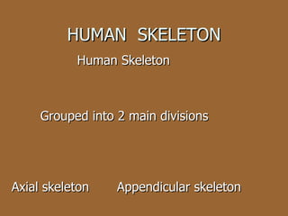   Human Skeleton   Grouped into 2 main divisions Axial skeleton  Appendicular skeleton HUMAN  SKELETON 