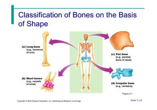 SKELETAL-SYSTEM-2.pdfjejdjssjeehehveveg3eg | PDF