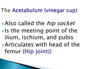 Also called the hip socket
Is the meeting point of the
ilium, ischium, and pubis
Articulates with head of the
femur (Hip joint))
 