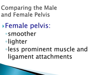 Female pelvis:
◦smoother
◦lighter
◦less prominent muscle and
ligament attachments
 