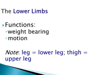 Functions:
◦weight bearing
◦motion
Note: leg = lower leg; thigh =
upper leg
 