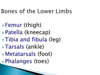 Femur (thigh)
 Patella (kneecap)
 Tibia and fibula (leg)
 Tarsals (ankle)
 Metatarsals (foot)
 Phalanges (toes)
 