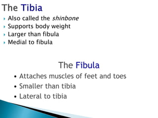  Also called the shinbone
 Supports body weight
 Larger than fibula
 Medial to fibula
The Fibula
• Attaches muscles of feet and toes
• Smaller than tibia
• Lateral to tibia
 