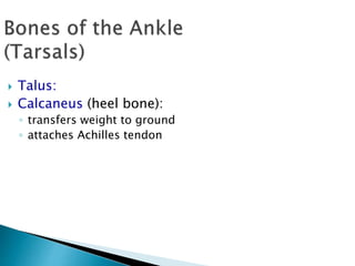  Talus:
 Calcaneus (heel bone):
◦ transfers weight to ground
◦ attaches Achilles tendon
 