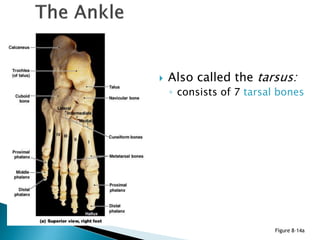  Also called the tarsus:
◦ consists of 7 tarsal bones
Figure 8–14a
 