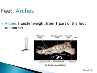  Arches transfer weight from 1 part of the foot
to another
Figure 8–14b
 