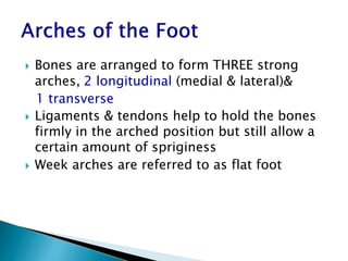  Bones are arranged to form THREE strong
arches, 2 longitudinal (medial & lateral)&
1 transverse
 Ligaments & tendons help to hold the bones
firmly in the arched position but still allow a
certain amount of spriginess
 Week arches are referred to as flat foot
 