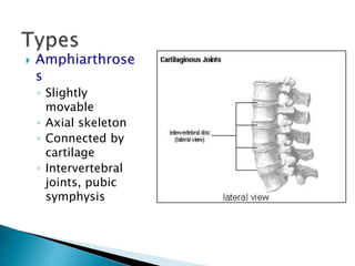  Amphiarthrose
s
◦ Slightly
movable
◦ Axial skeleton
◦ Connected by
cartilage
◦ Intervertebral
joints, pubic
symphysis
 